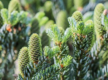 Close-up of fresh green leaves