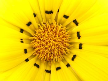 Full frame shot of yellow flower