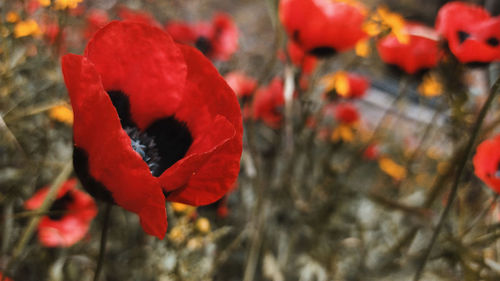 Close-up of red flowering plant