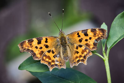 Close-up of butterfly pollinating flower