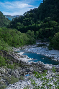 Scenic view of river in forest