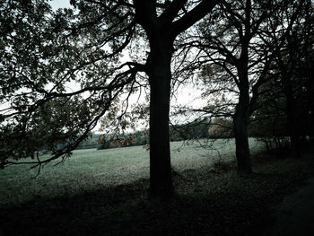 Trees on field in forest