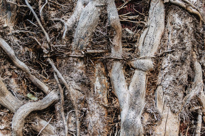 Full frame shot of tree roots