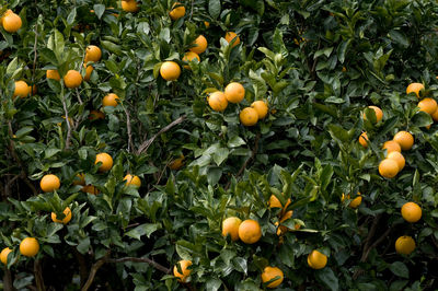 Close-up of orange fruits on tree