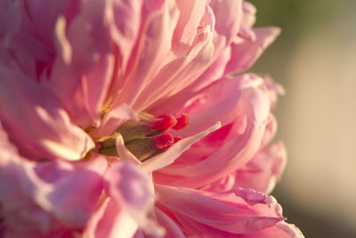 Close-up of pink rose flower