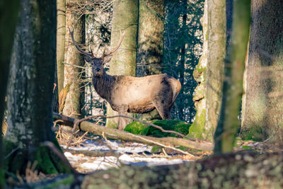 Horse in forest