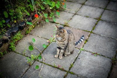 High angle view of cat sitting on sidewalk