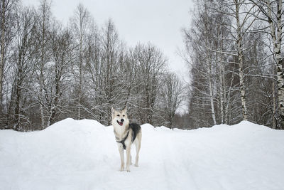 Dog standing on snow covered land