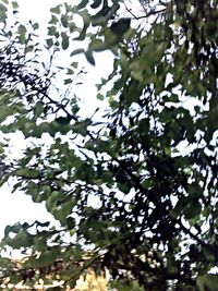 Low angle view of trees