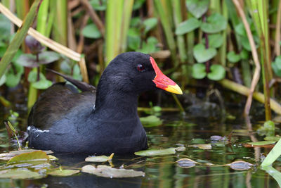 Portrait of a moorhen swimming in the water