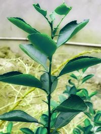 Close-up of potted plant