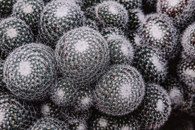 Full frame shot of succulent plants on field