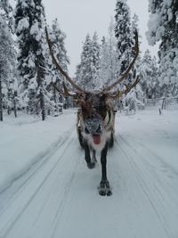 Portrait of reindeer walking on snow covered land