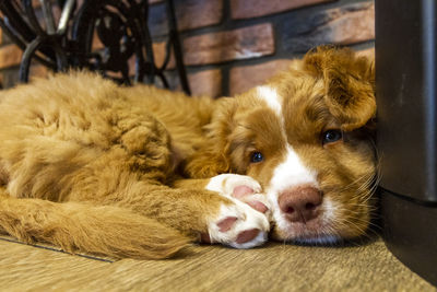 Close-up of puppy sleeping