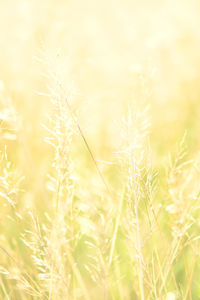 Close-up of wheat growing on field