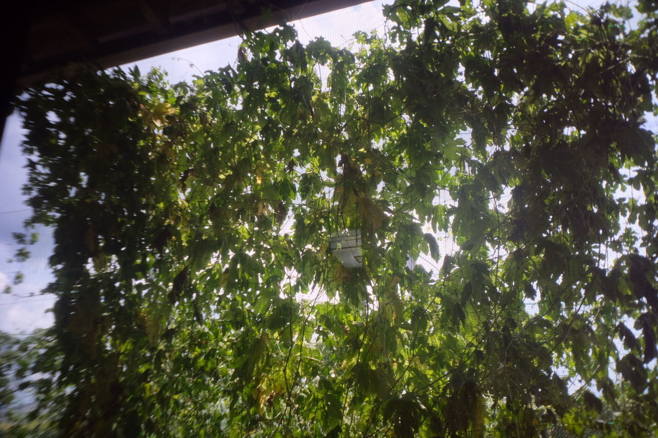 LOW ANGLE VIEW OF TREES IN FOREST