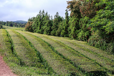 Scenic view of agricultural field against sky