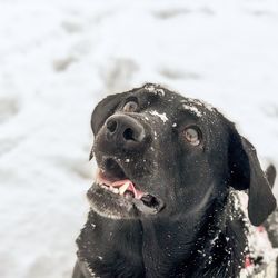 Close-up of black dog in snow