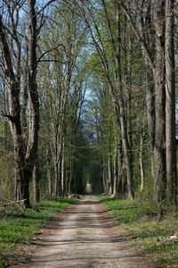 Road amidst trees in forest