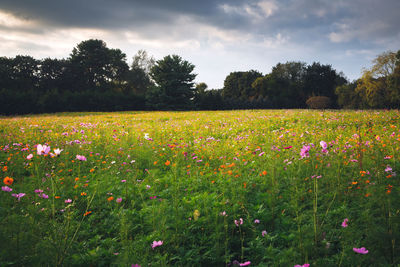 Scenic view of flowering plants on field against sky