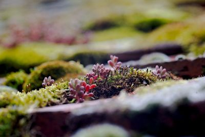 nature