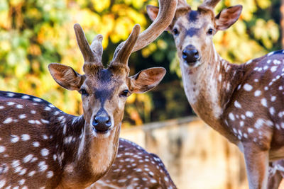 Close-up portrait of deer