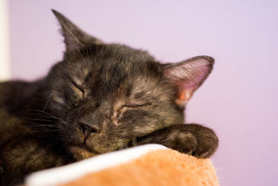 Close-up of sleeping cat