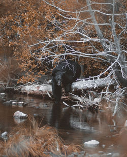 Reflection of trees in water