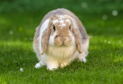 Close-up portrait of rabbit relaxing on grassy field