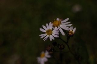 flower, petal, freshness, fragility, flower head, growth, beauty in nature, blooming, focus on foreground, close-up, nature, pollen, plant, yellow, selective focus, in bloom, white color, daisy, single flower, stem