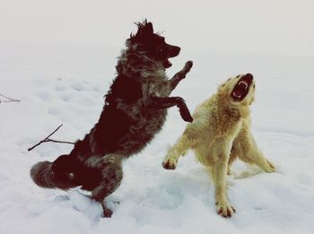 View of dogs on snow covered land