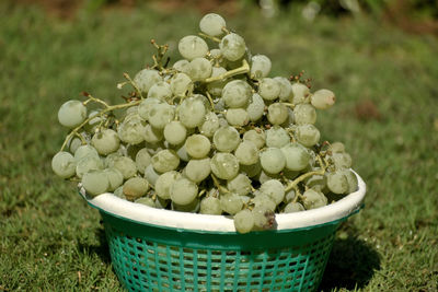 A beautiful photograph of a bunch of fresh grapes in a basket.
