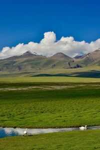 The bayanbulak lake is an important breeding ground for swans and other waterfowl