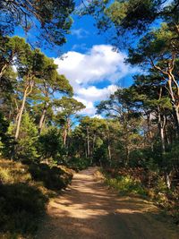 Footpath amidst trees in forest against sky