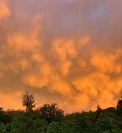 Low angle view of trees against sky during sunset