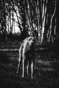 Portrait of dog on field