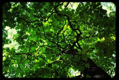 Low angle view of trees in forest