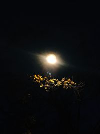 Low angle view of illuminated tree against sky at night