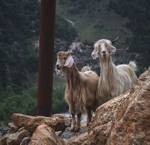Goats standing on rock cliffs of kinnaur 