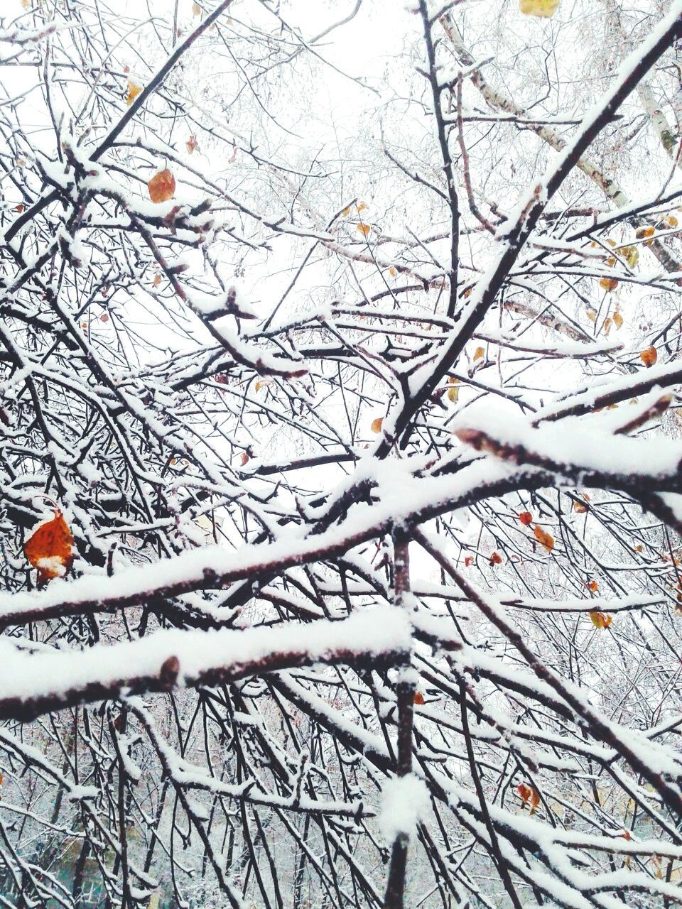 branch, bare tree, tree, winter, season, cold temperature, snow, nature, low angle view, day, beauty in nature, bird, tranquility, white color, outdoors, twig, sky, no people, autumn, weather