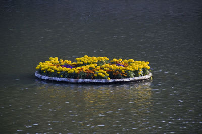 Yellow flowers floating on lake