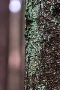 Close-up of tree trunk