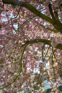 Low angle view of flower tree