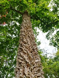 Low angle view of tree