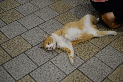 High angle view of cat on hand