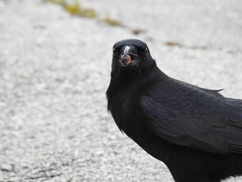 Close-up of bird looking away