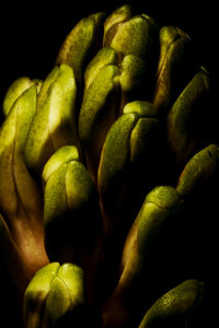 Close-up of green plant