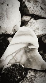 Close-up of shell on rock