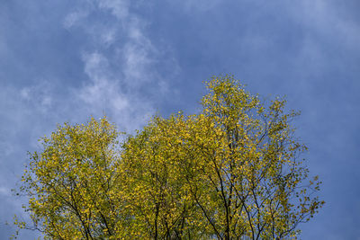 Low angle view of tree against sky during autumn