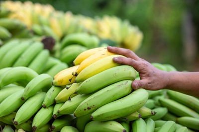 Close-up of hand holding fruit at market